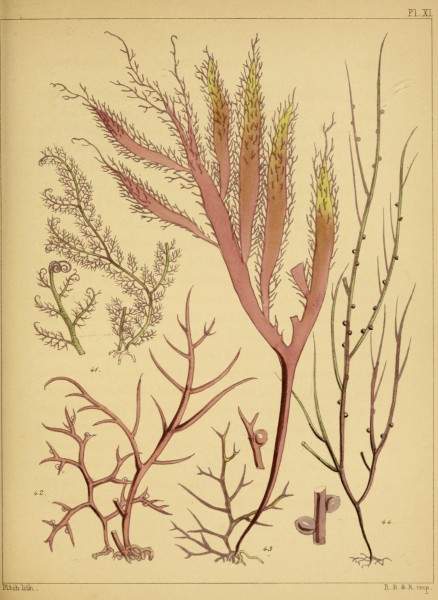 A popular history of British sea-weeds (Pl. XI) (7176256873)