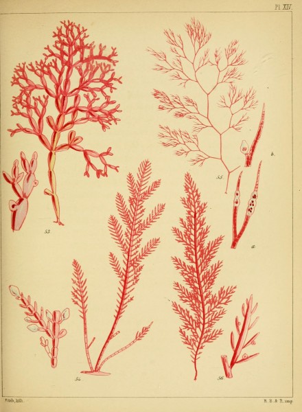 A popular history of British sea-weeds (Pl. XIV) (7361483398)