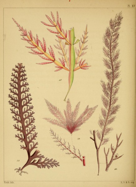A popular history of British sea-weeds (Pl. XV) (7361484174)