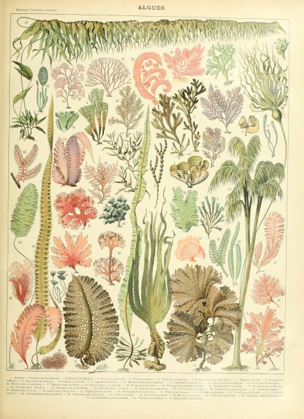 Adolphe Millot algues