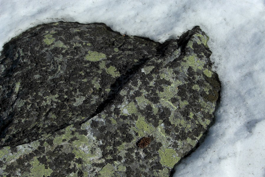Alpine Lichens Emerging (3599510891)