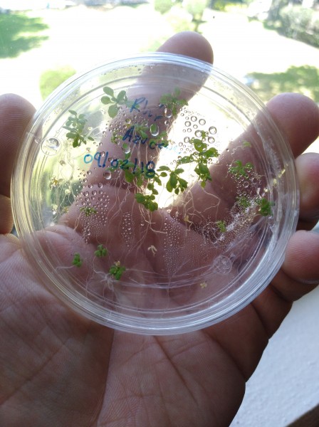 Arabidopsis thaliana tissue culture in hand