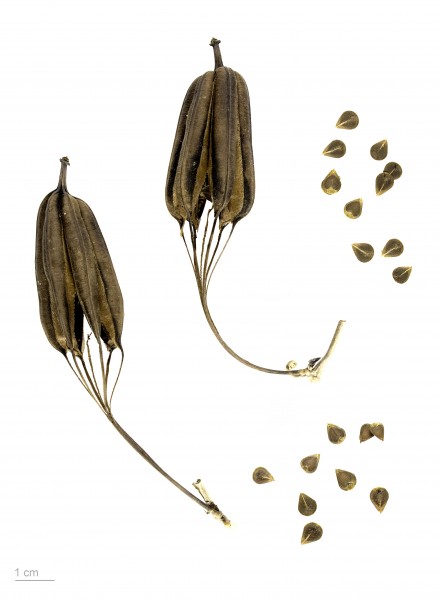 Aristolochia littoralis MHNT.BOT.2004.0.366