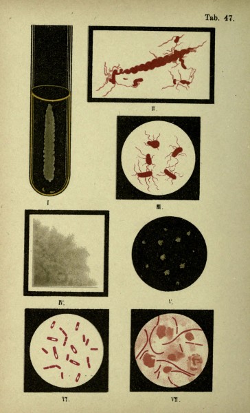 Atlas and essentials of bacteriology (Tab. 47) (6418473087)