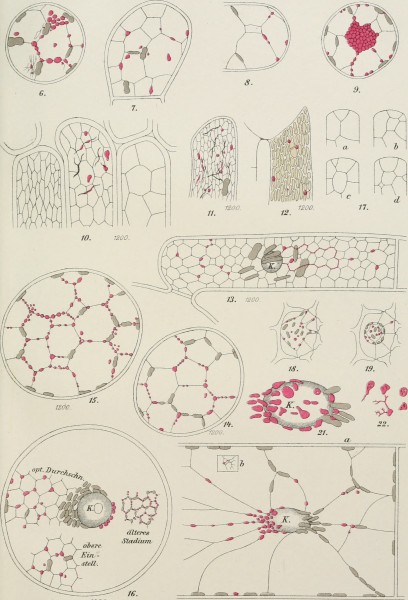 Beitrge zur Biologie der Pflanzen (1870-2006) (20369145271)