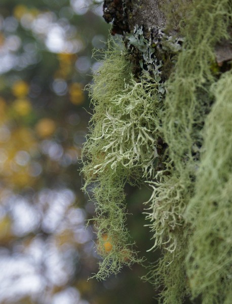Bokeh Wednesday - with lichen (2924541332)