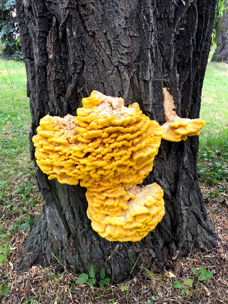 Bracket-fungi