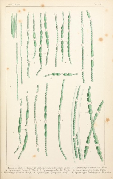 British fresh-water algae, exclusive of Desmidieae and Diatomaceae (1882-1884) (19795556154)