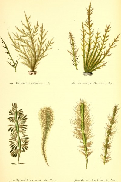 British sea-weeds - drawn from Professor Harvey's 