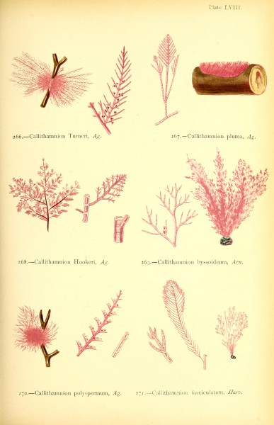 British sea-weeds - drawn from Professor Harvey's 