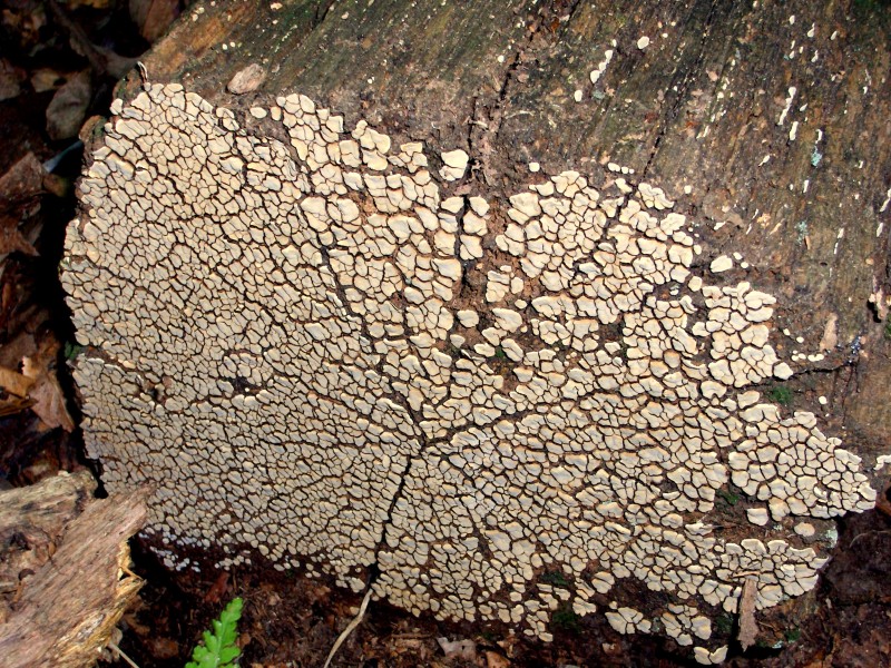 Ceramic fungus (363448878)