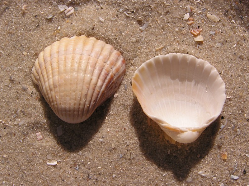 Cerastoderma glaucum shell