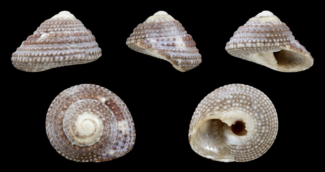 Clanculus guineensis 01