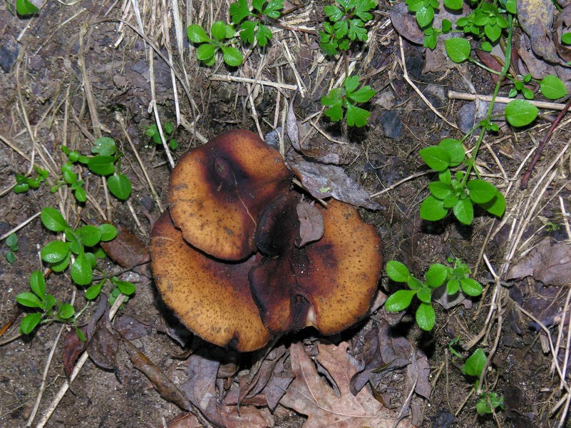 Cogomelo Fungi 13-12-2005b