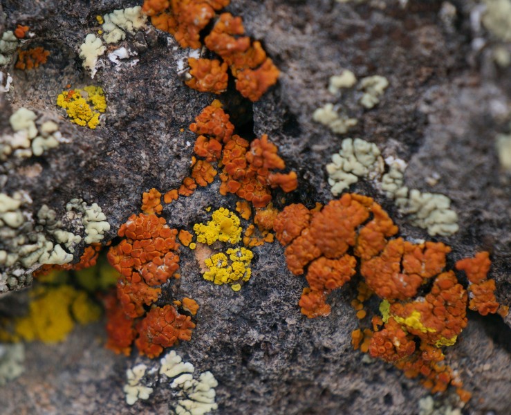 Colorful Lichens - 6 Aug. 2013