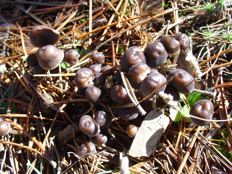 Coprinus3