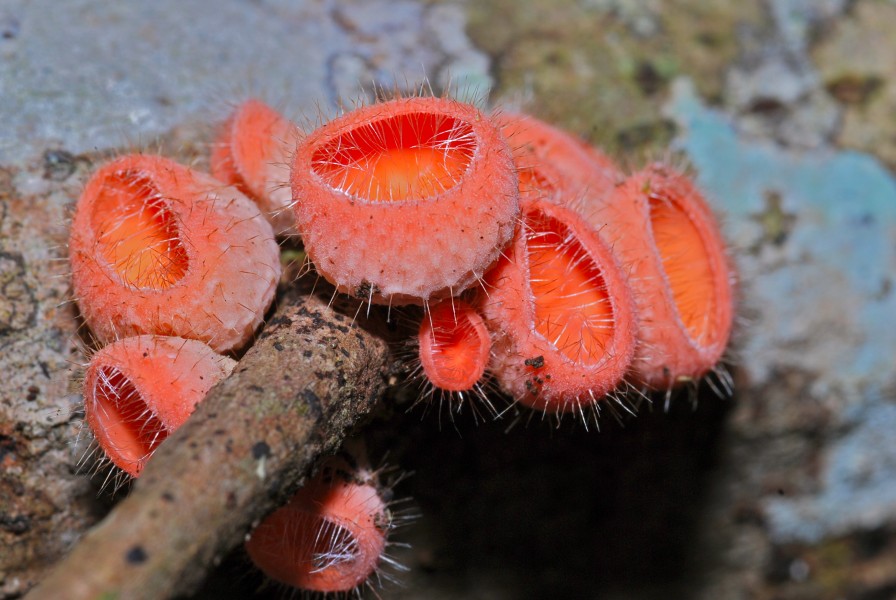 Cup Fungi (Cookeina tricholoma) (6766654481)