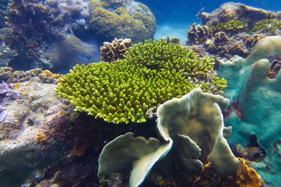 Diving Ko Tao, Thailand 1732