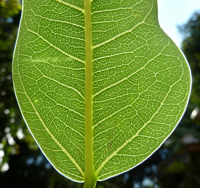 Ficus salicifolia, blaarbearing, Universiteit van Pretoria