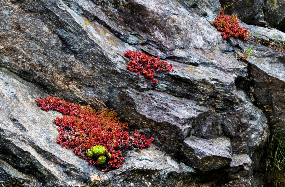 Granite cliff with pink jelly bean plant and common houseleek