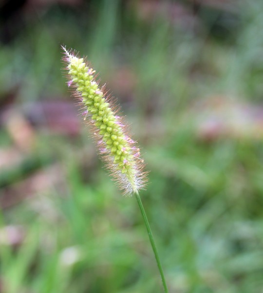 Grass inflorescence at Rajbiraj, Saptari, Nepal (1)