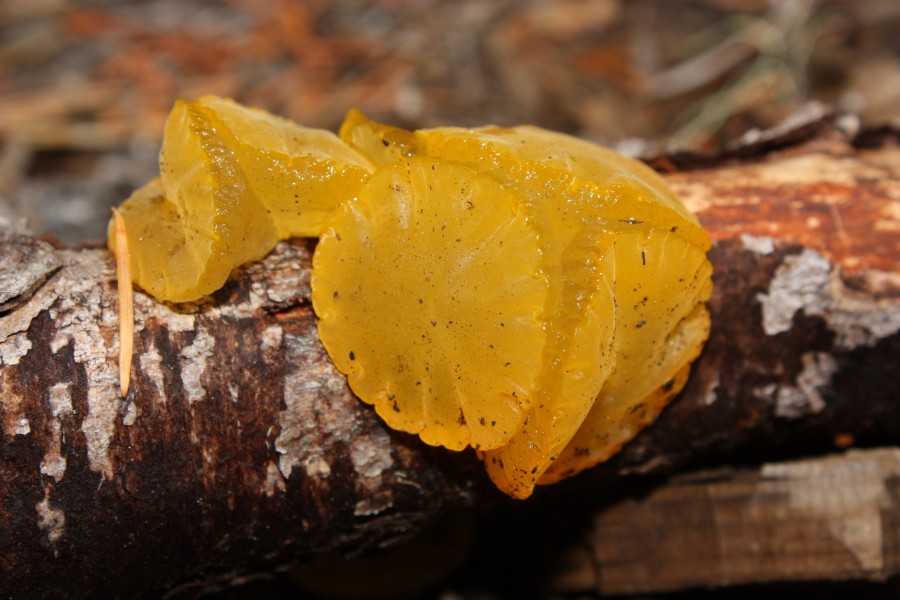 Guepiniopsis alpina 5849