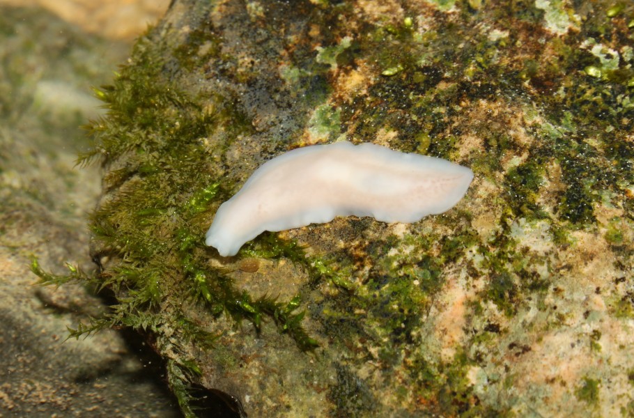 Hoehlenplanarie-dendrocoelum-cavaticum