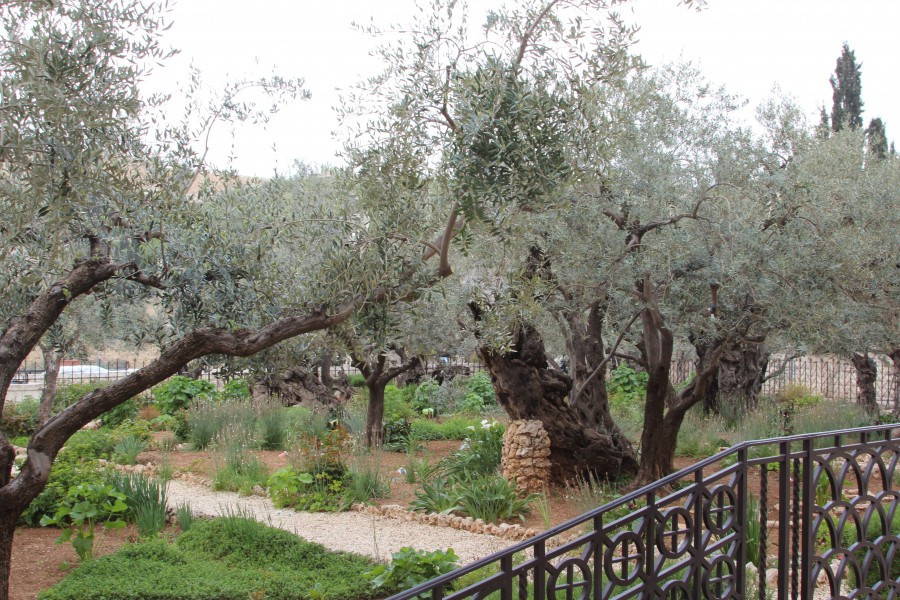 Holy Land 2016 P0134 Olive trees in Gethsemane