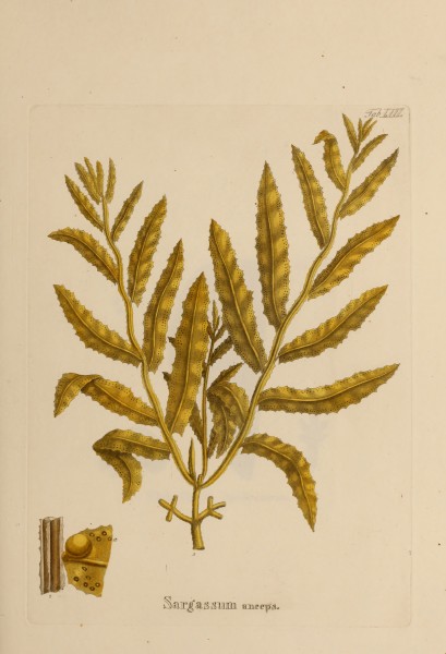 Hydrophytologiae Regni Neapolitani icones - auctore Stephano delle Chiaie. (1829) (14590753650)