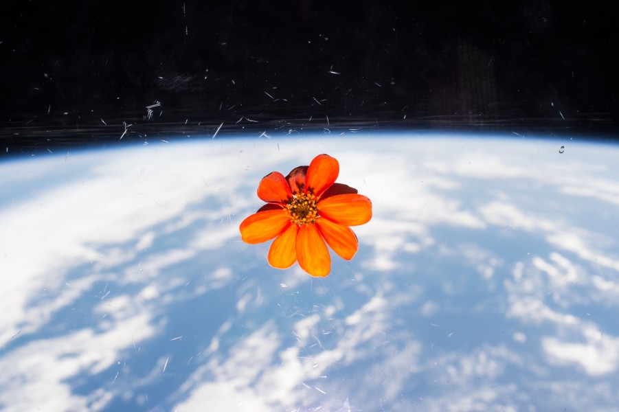 ISS-46 Zinnia flower in the Cupola (3)