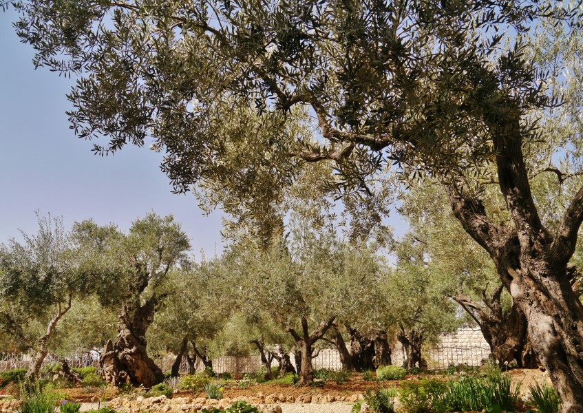 Jerusalem Garten Gethsemane 1