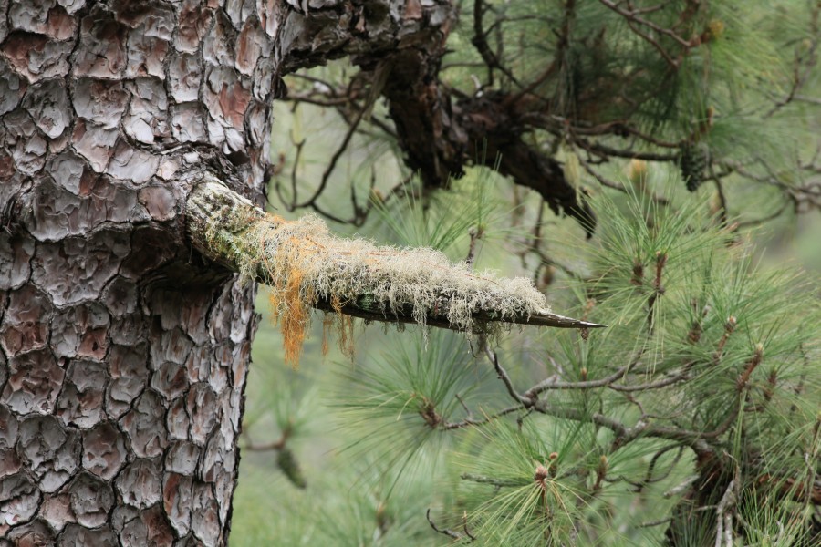 La Palma - Barlovento - LP-109 - Pinus canariensis + Lichens 08 ies