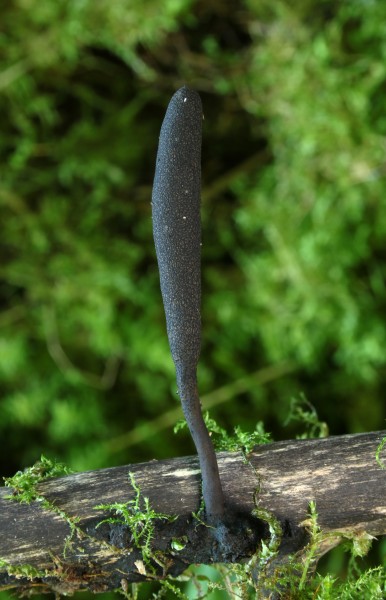 Langstielige Ahorn-Holzkeule (Xylaria longipes)