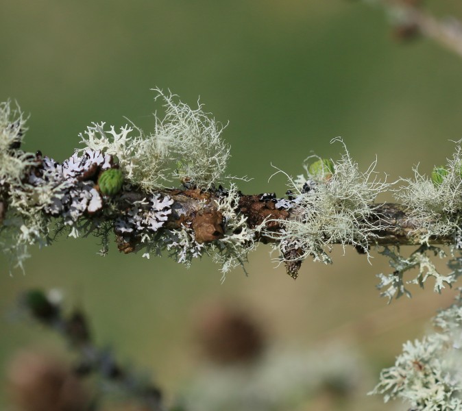 Lichen on larch - Flickr - S. Rae