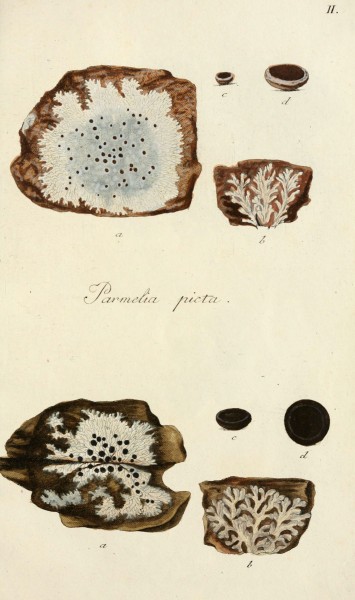 Lichenes Americani (6266359153)