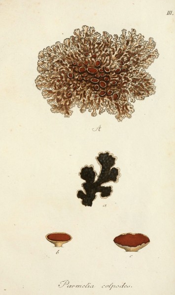 Lichenes Americani (6266359529)