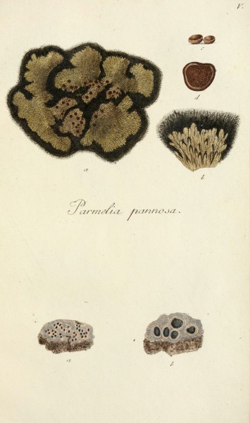 Lichenes Americani (6266360039)