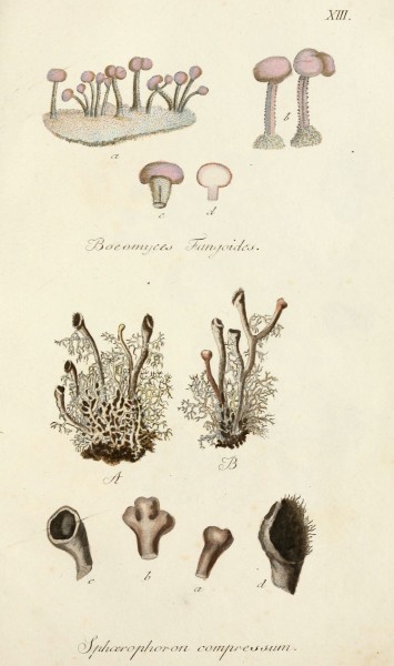 Lichenes Americani (6266362401)