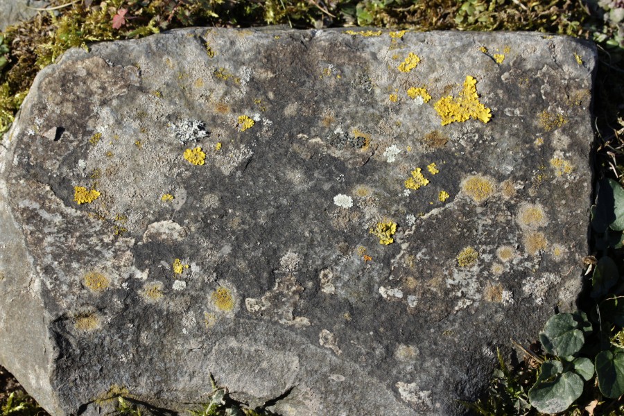 Lichens (39718345805)