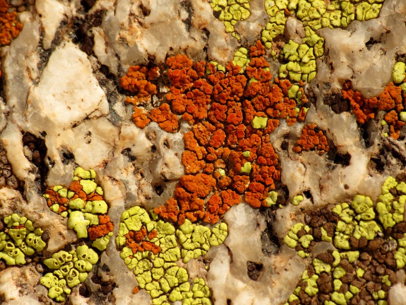 Lichens on a Boulder - Flickr - treegrow