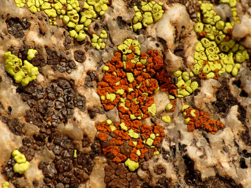 Lichens on a Boulder - Flickr - treegrow (1)