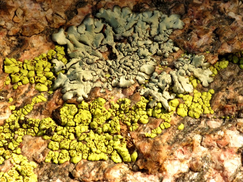Lichens on a Boulder - Flickr - treegrow (3)