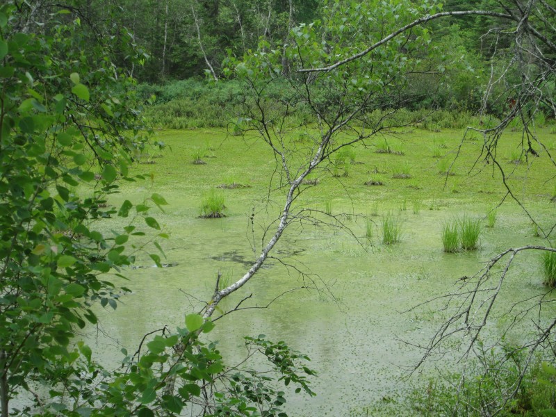 Marshes near Wood Islands, PEI (28109582142)
