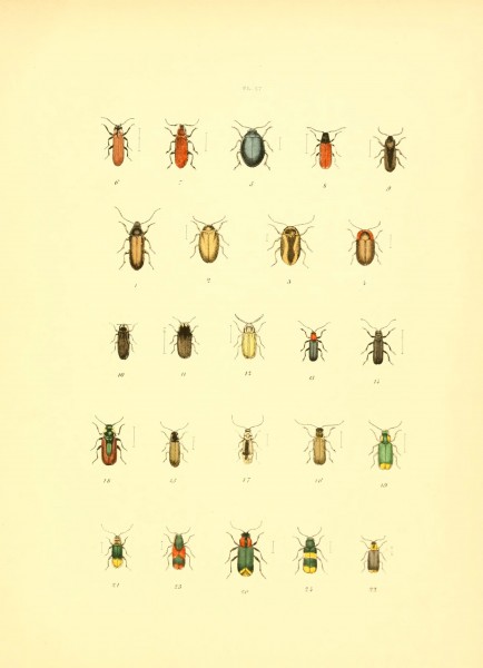 Musée entomologique illustré (6008159061)