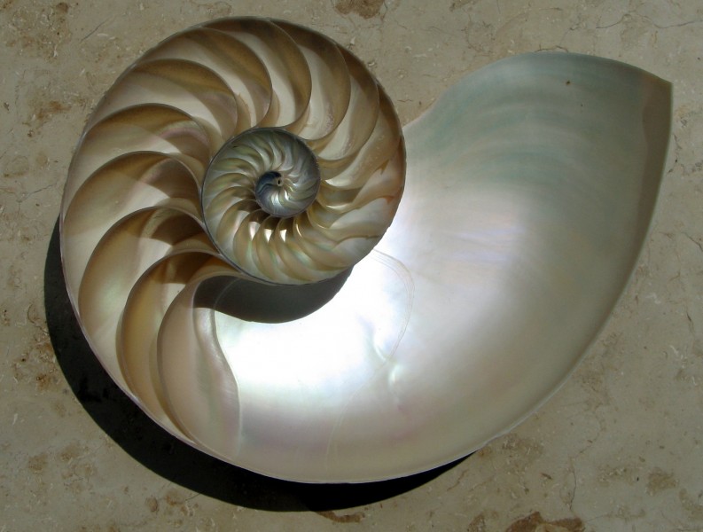 Nautilus Cutaway Logarithmic Spiral