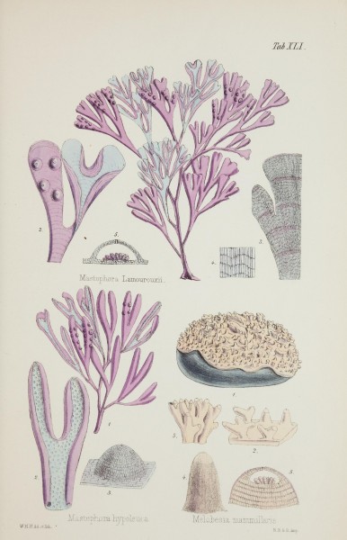 Nereis australis, or Algae of the southern ocean (17211969513)