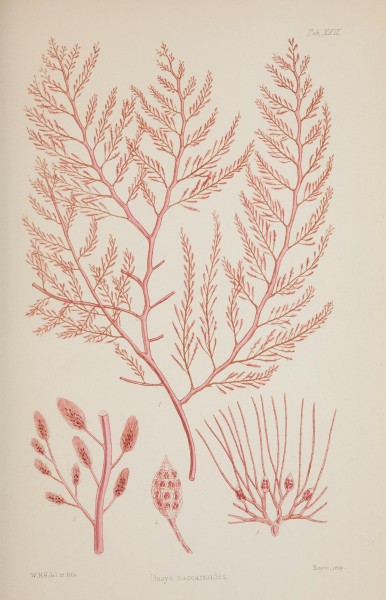 Nereis australis, or Algae of the southern ocean (17644242368)