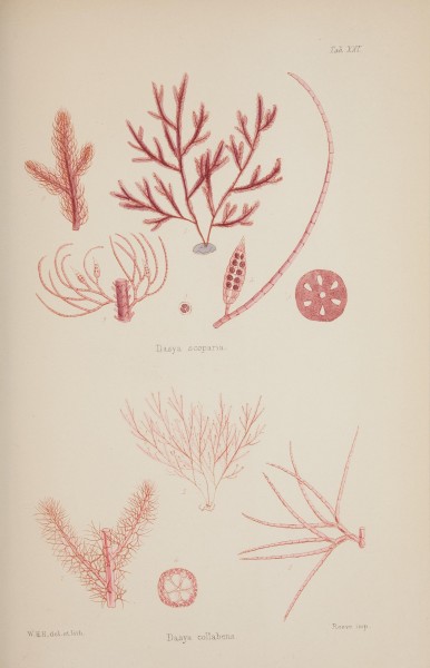 Nereis australis, or Algae of the southern ocean (17645773449)