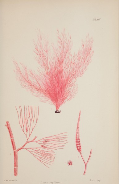 Nereis australis, or Algae of the southern ocean (17832003285)
