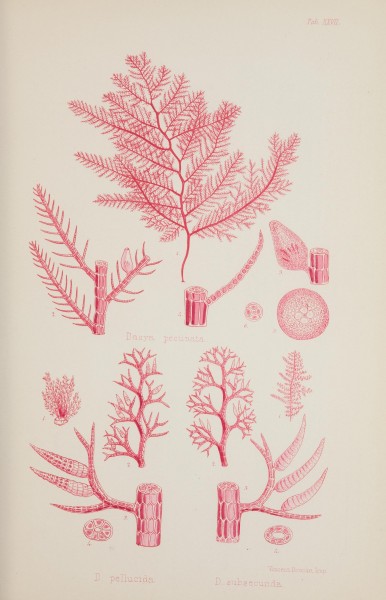 Nereis australis, or Algae of the southern ocean (17832122535)